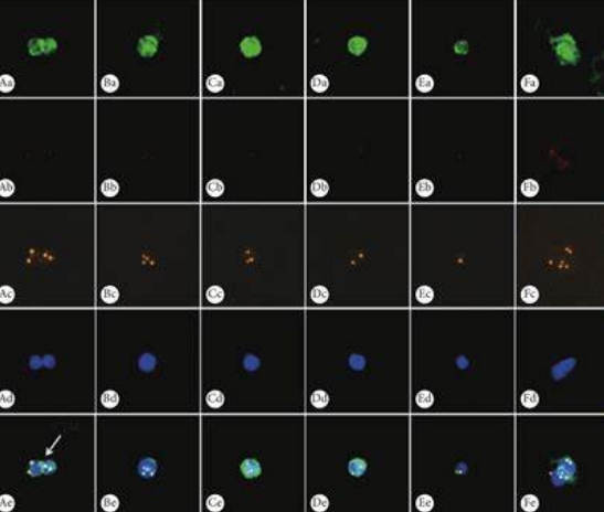 肺癌循環(huán)腫瘤DNA檢測(cè)儀?