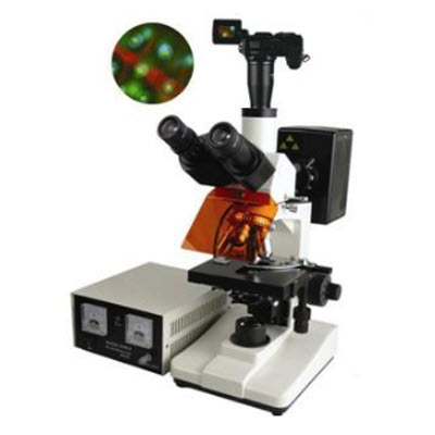 普通型熒光顯微鏡 BFM-400