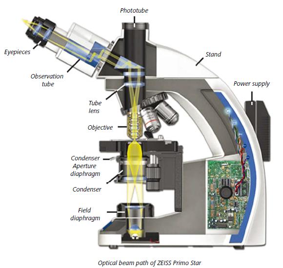 &nbsp;Primo&nbsp;Star透射光光路系統(tǒng)