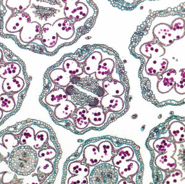 雛菊的傘形花序，明場(chǎng)成像