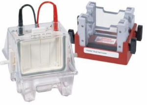 水冷垂直電泳 SE260