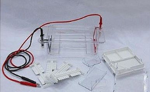 多功能瓊脂糖水平電泳槽 XH-SP01