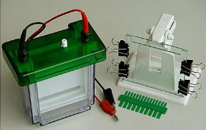 雙垂直電泳槽 DG-24DN