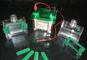 迷你垂直電泳槽 HT-Mini01