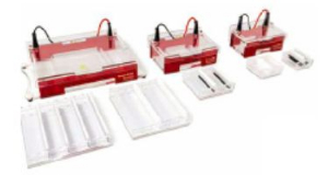 水平電泳槽 Compact XL