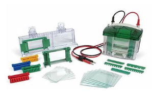 微型電泳 biorad Tetra cell